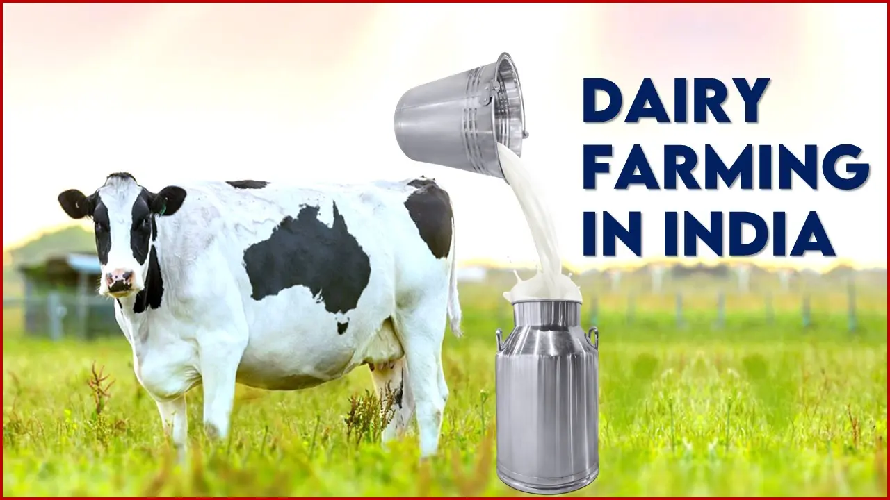 Dairy-Farming-in-india.The Future of Sustainable Agriculture
