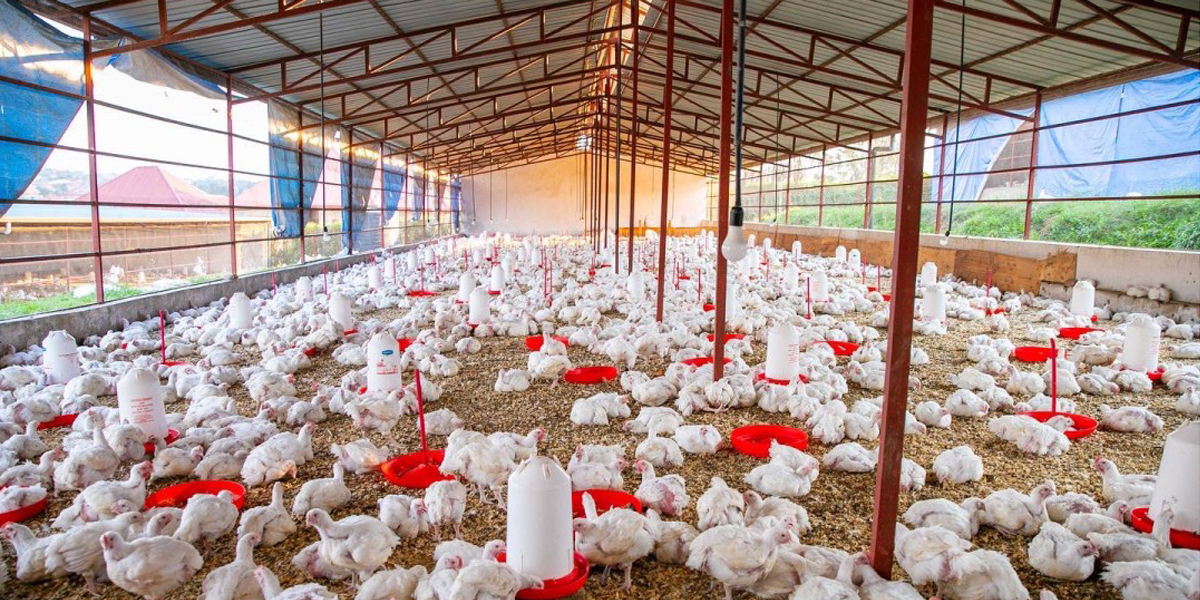 Poultry Farming. The Future of Sustainable Agriculture